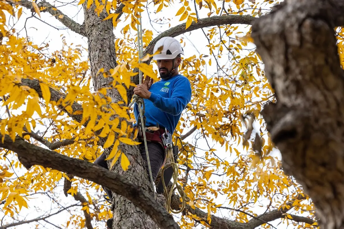 Skilled Storm Damage Cleanup crew working in Fairfield